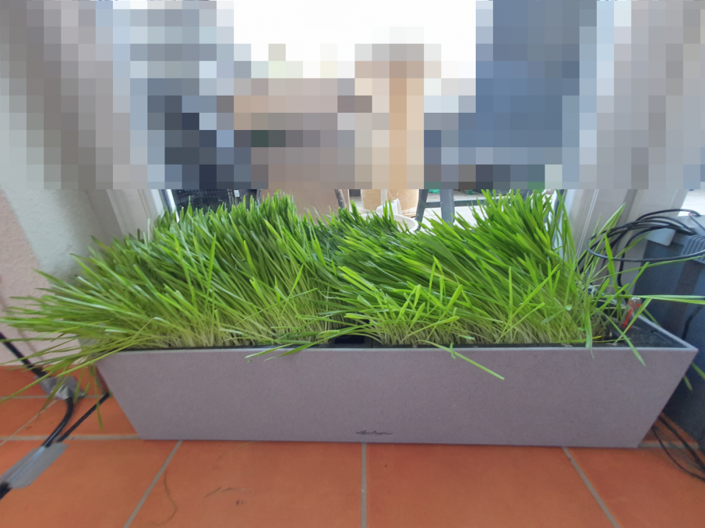 Katzengras 2021 Bild 1