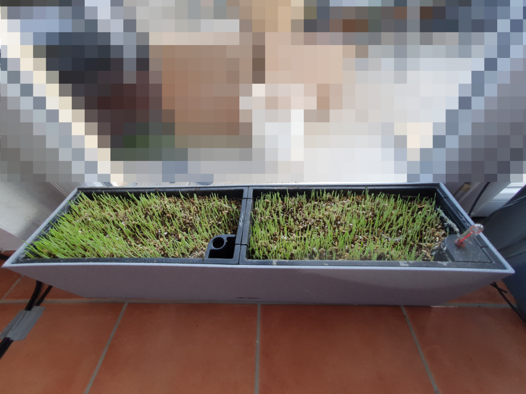 Katzengras 2021 Bild 3