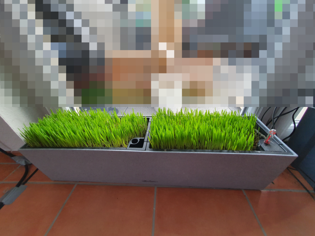 Katzengras 2021 Bild 2